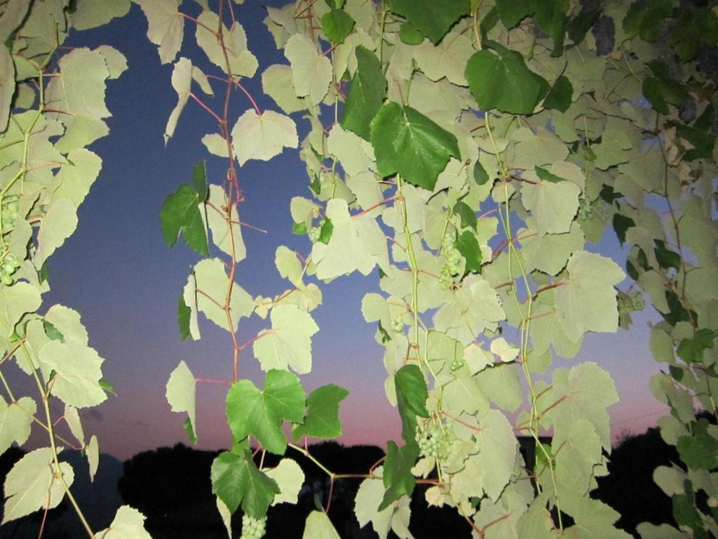Bed and Breakfast Ligo Villanova d'Albenga Esterno foto