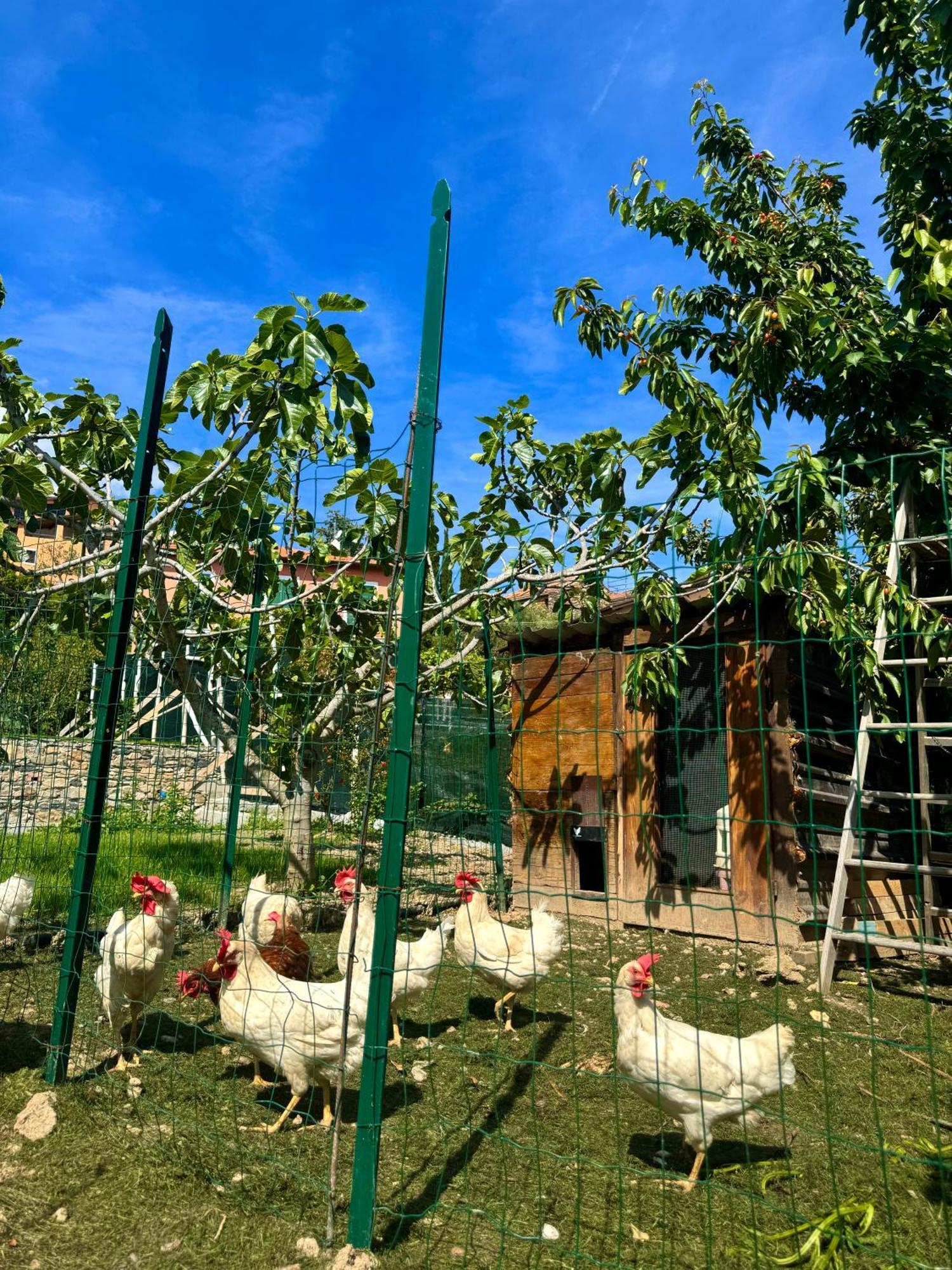 Bed and Breakfast Ligo Villanova d'Albenga Esterno foto